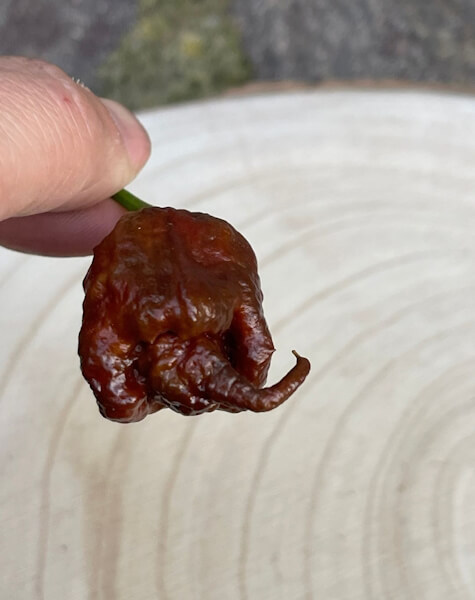 Hook Pepper Hook Pepper